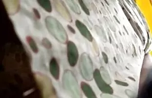 XXX JOI，因为她逗她的性爱游戏 硬毛茸茸的性爱